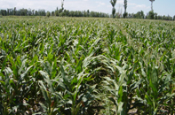 玉米制种基地